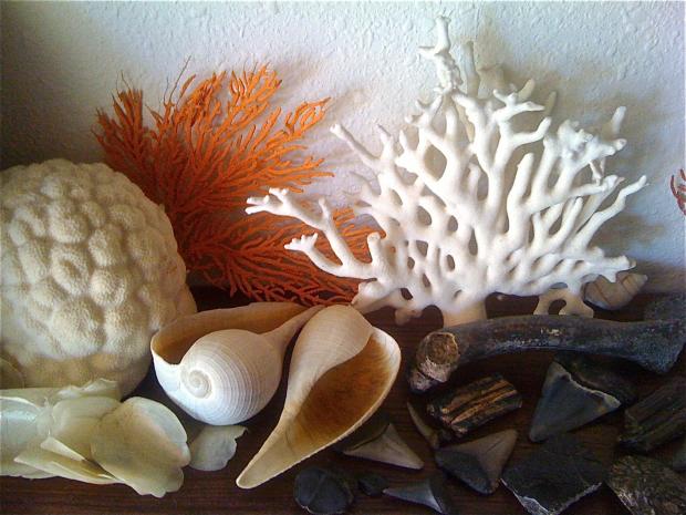 "Ethically-harvested" (found on the beach empty of life) SHELLS, CORALS, SEA BISCUITS and FOSSILIZED SHARK TEETH and BONES, Florida